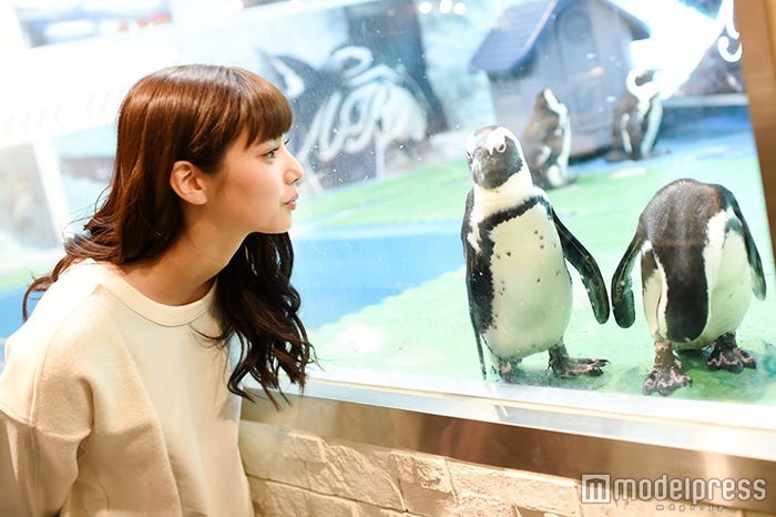 新川優愛(C)モデルプレス