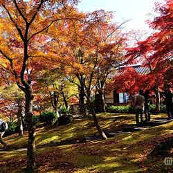 「箱根美術館」(見頃:11月上旬)【モデルプレス】