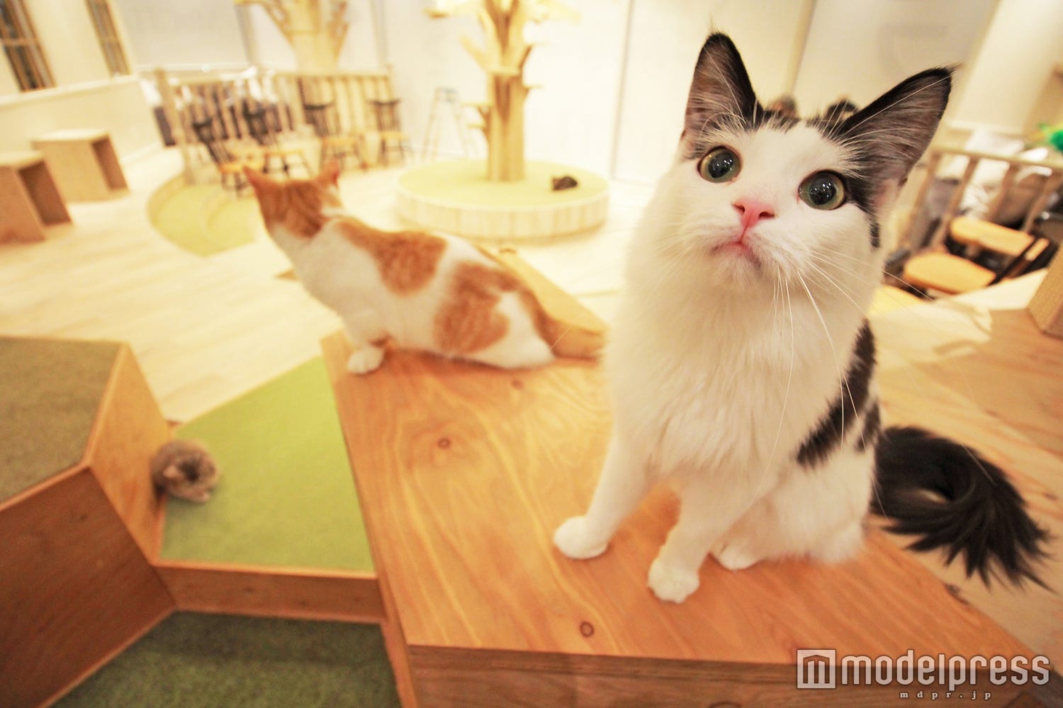 ごはんタイムは胸キュン必至!お洒落すぎる猫カフェ、原宿にオープン