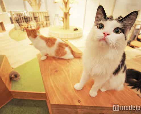 ごはんタイムは胸キュン必至!お洒落すぎる猫カフェ、原宿にオープン