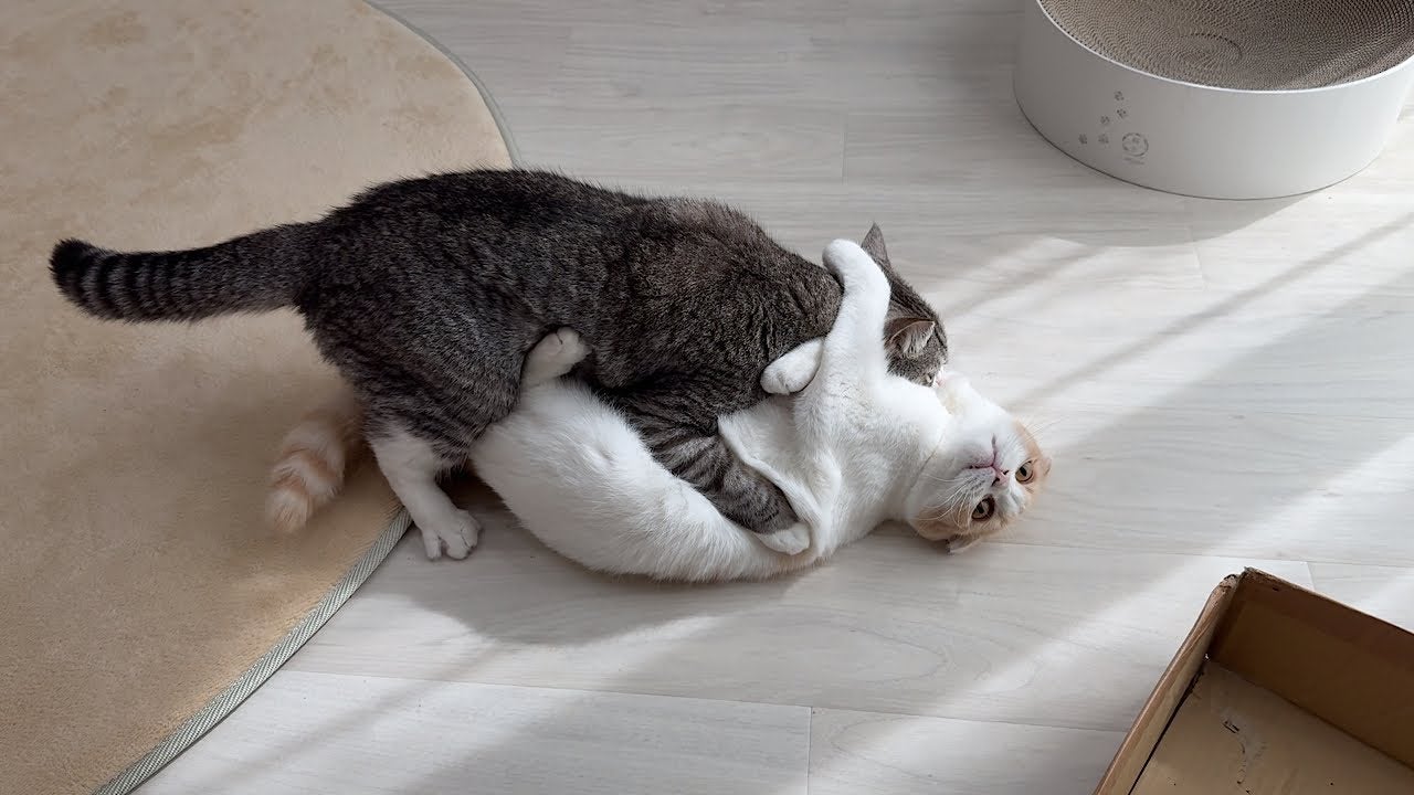 いつも仲良しな猫の兄弟が喧嘩…その後の様子が可愛すぎてほっこり