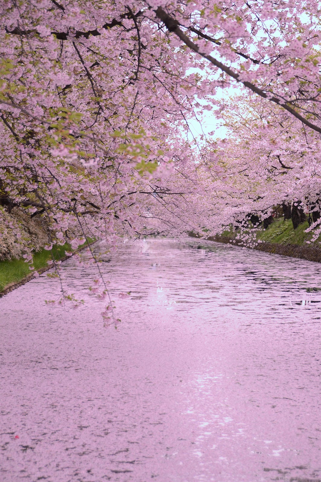 青森が誇る春の絶景！“桜のじゅうたん”が夢のような美しさ／画像提供：公益社団法人弘前観光コンベンション協会