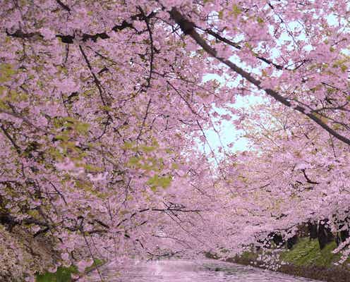 青森が誇る春の絶景!“桜のじゅうたん”が夢のような美しさ