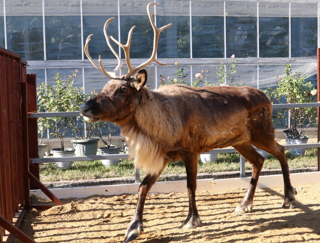 本物のトナカイと写真が撮れる！「神戸どうぶつ王国」でクリスマスイベント開催