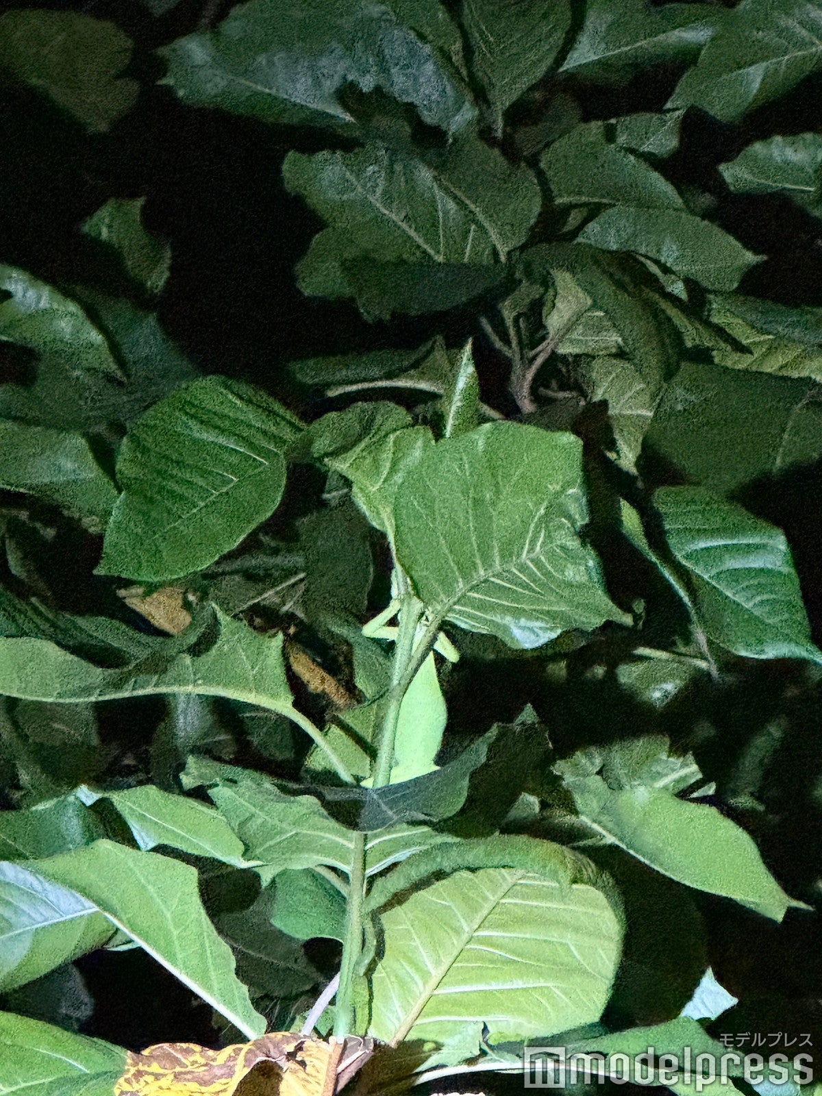 シックスセンシズ フィジー（C）モデルプレス