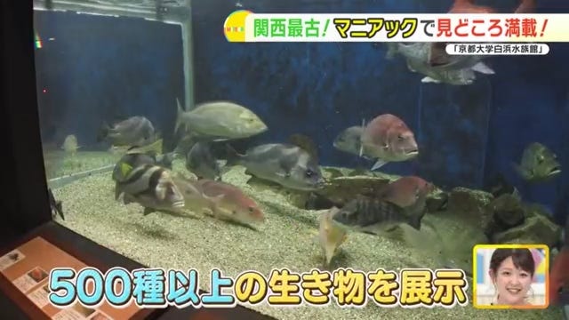地元の生き物を展示する関西最古の水族館！「京都大学白浜水族館」