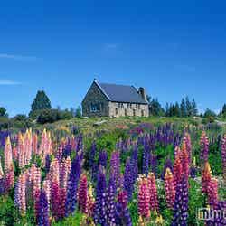 テカポ湖・善き羊飼いの教会(12月撮影)/画像提供:JTBワールドバケーションズ