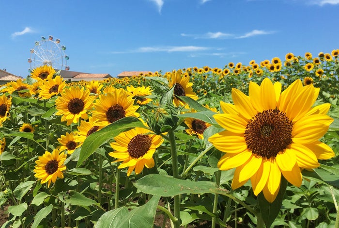 ヒマワリ花畑（横須賀市長井海の手公園 ソレイユの丘）／画像提供：ソレイユの丘