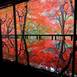 【2025年】京都で人気の紅葉スポットランキング! 2位は「嵐山」、1位は?【専門家のおすすめも】