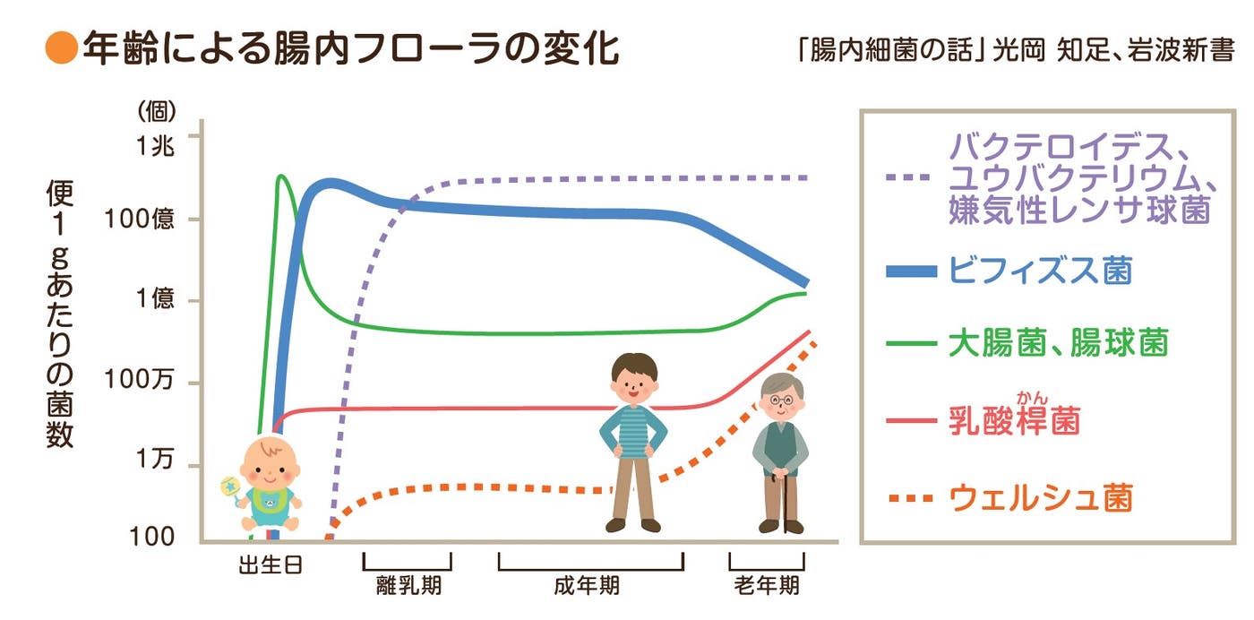 年齢による腸内フローラの変化