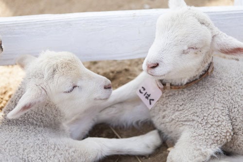 ヒツジ／画像提供：成田ゆめ牧場