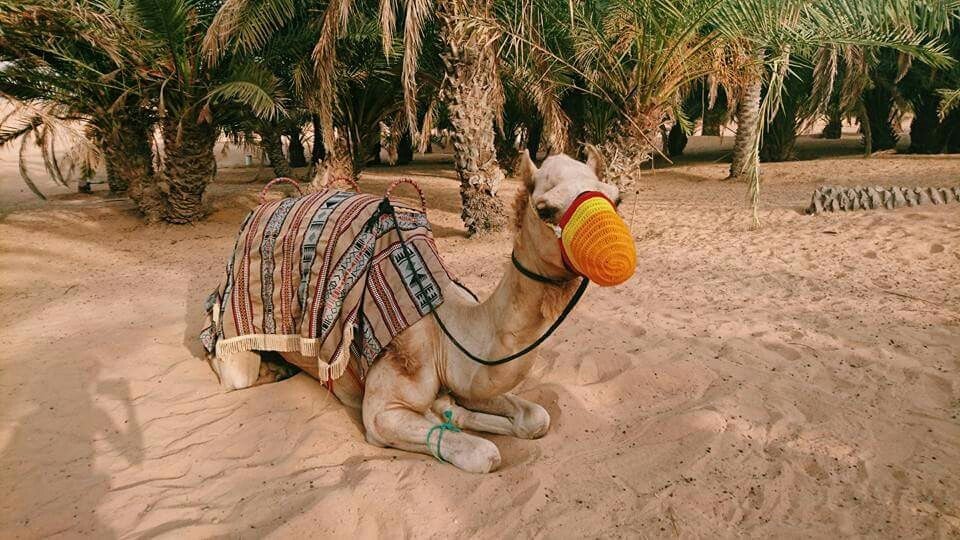 ラクダ／画像提供：所属事務所