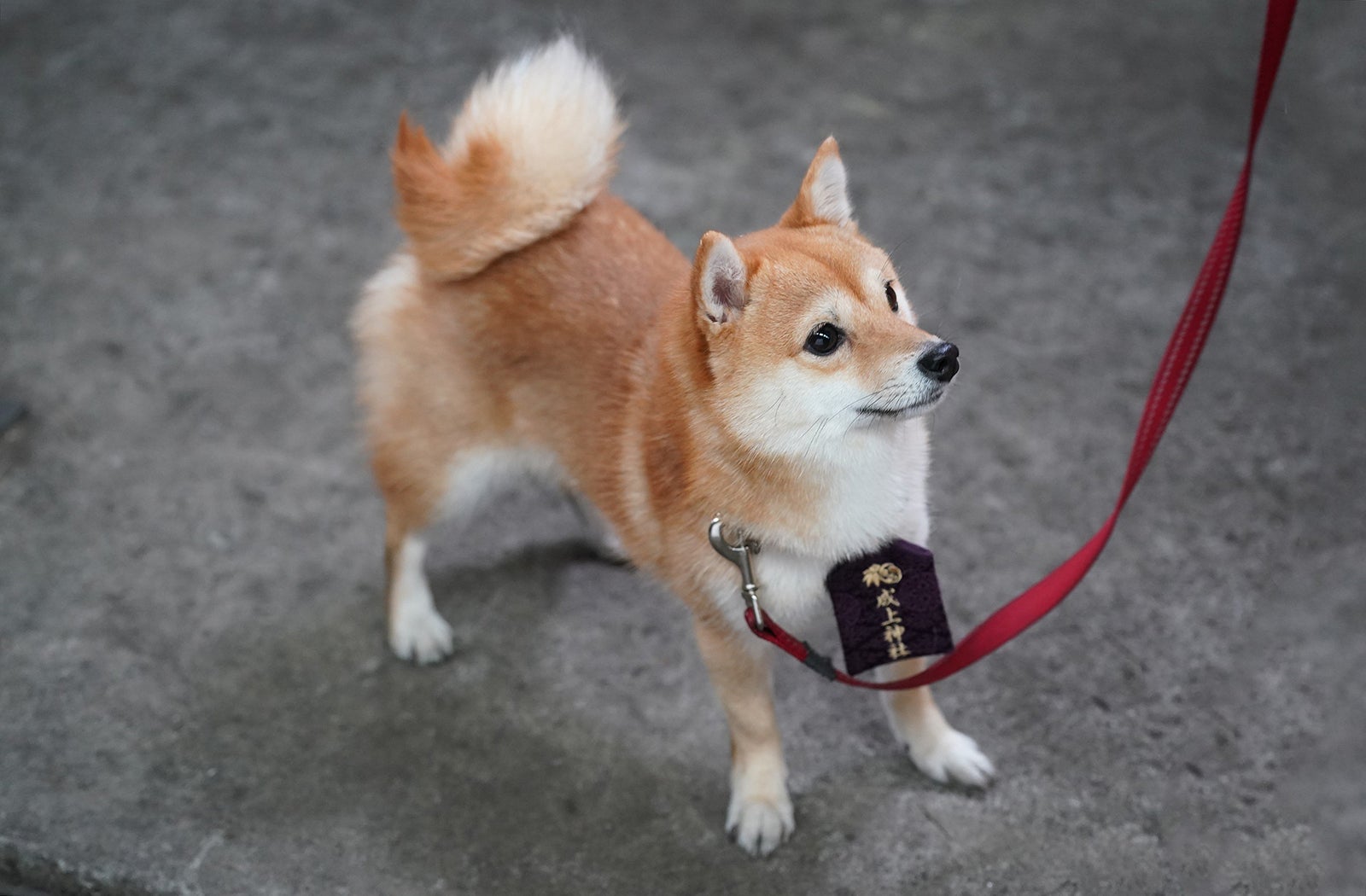 「ナンバMG5」第7話より（C）フジテレビ