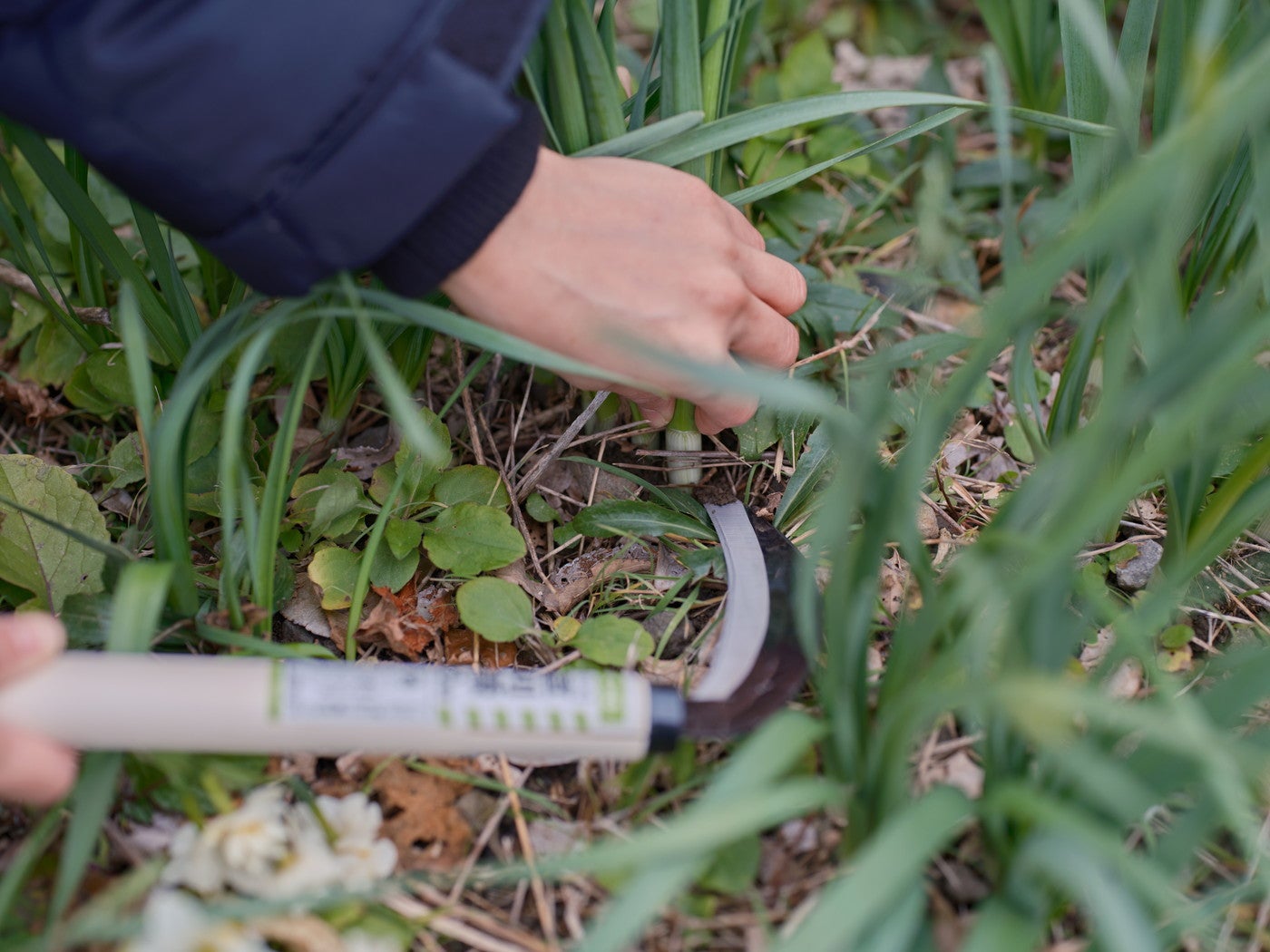 摘み取りは鎌を使って刈り取ります／提供画像