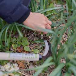 摘み取りは鎌を使って刈り取ります/提供画像