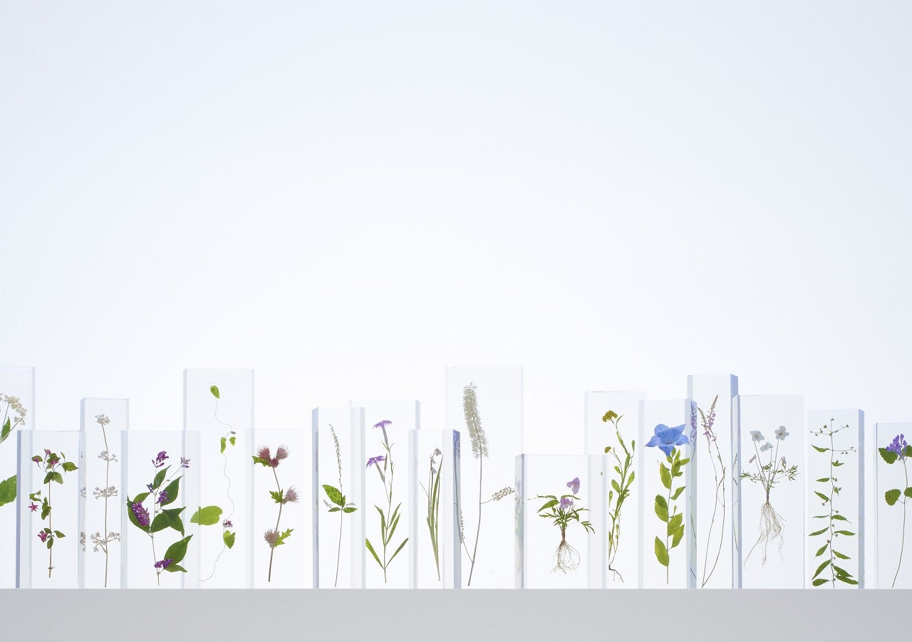 アクリル樹脂に閉じ込められた草花／Photo／Taiji Yamazaki