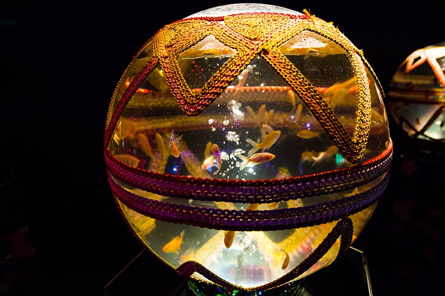 日本橋ナイトアクアリウム9