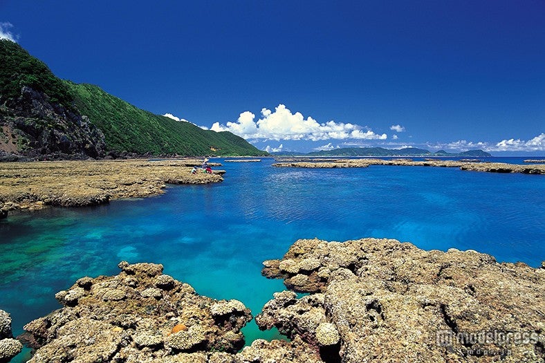 アオンのリーフ／写真協力：公益社団法人 鹿児島県観光連盟