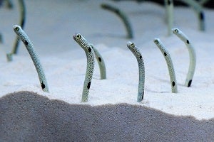 「京都水族館」がチンアナゴ一色に！モンスターを倒すARゲームや限定スイーツも