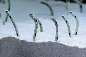 「京都水族館」がチンアナゴ一色に!モンスターを倒すARゲームや限定スイーツも