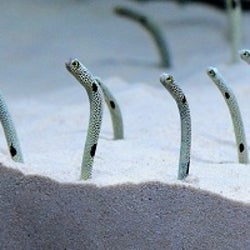 京都水族館 がチンアナゴ一色に モンスターを倒すarゲームや限定スイーツも モデルプレス