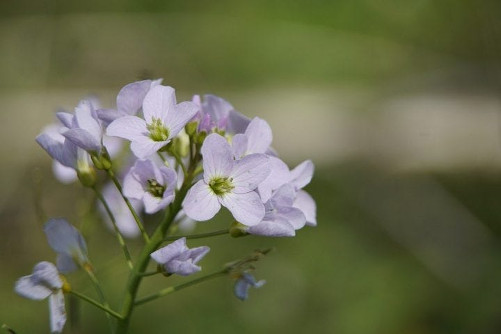 画像6 13 勝利 の花言葉を持つ花12選 頑張っている人へのプレゼントにもぴったり モデルプレス