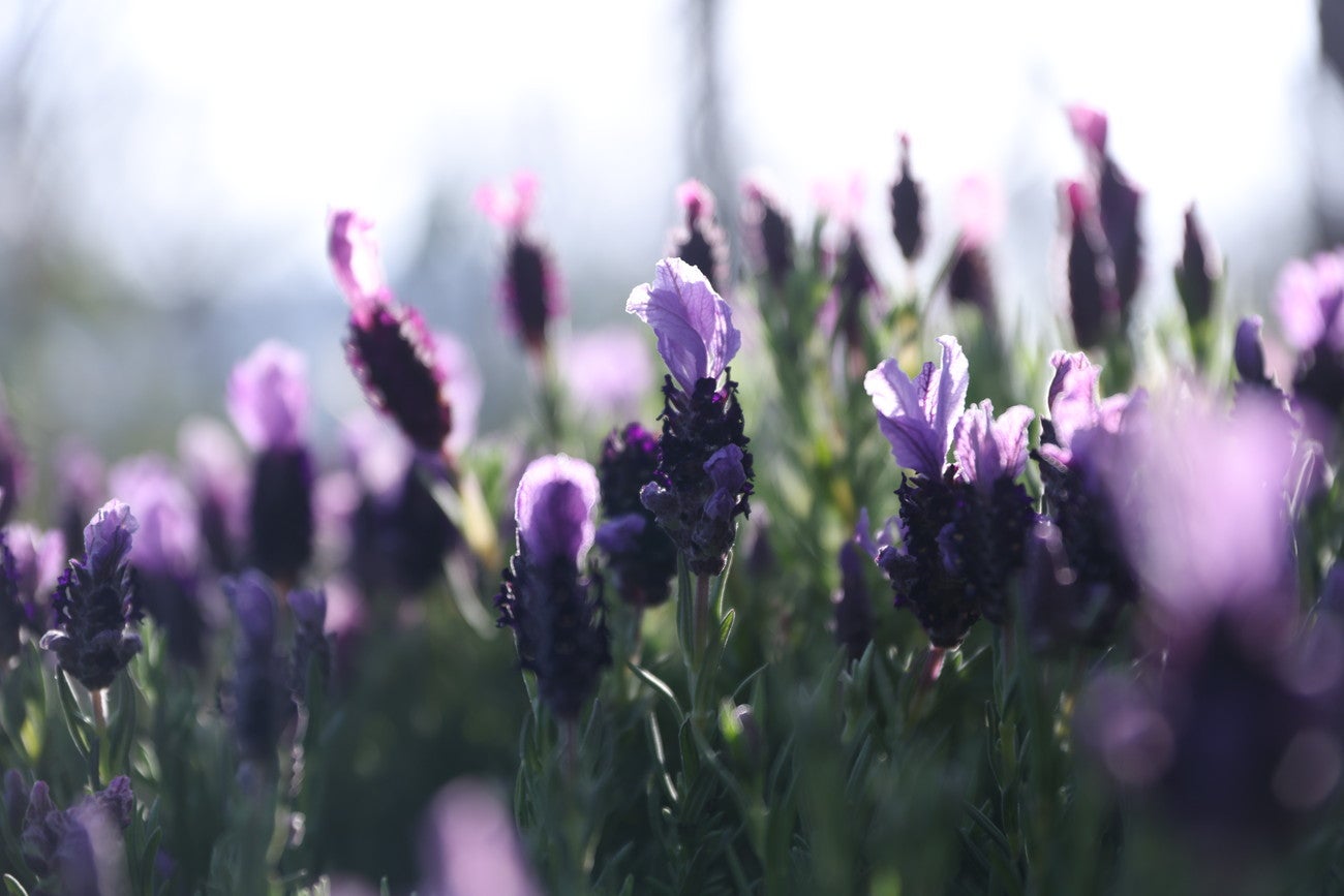 ニコライ バーグマン 箱根 ガーデンズ／提供画像