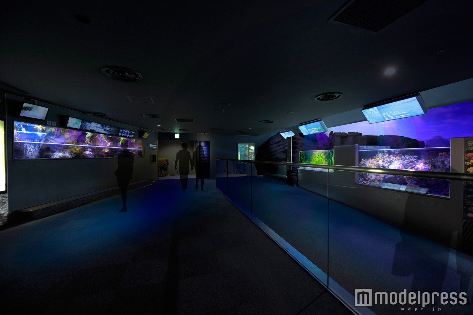 月明かりが降る浜辺［相模湾ゾーン／相模の海の水槽群］／画像提供：新江ノ島水族館