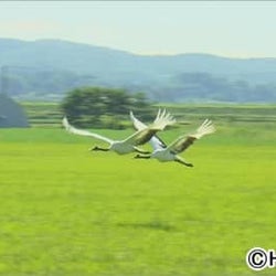 タンチョウを呼び戻したい 農家たちの奮闘と 奇跡の瞬間に迫る モデルプレス