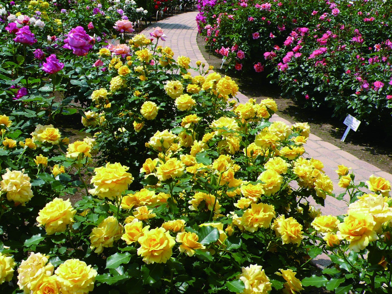 あしかがフラワーパーク（春）／提供画像