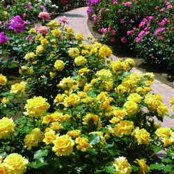 あしかがフラワーパーク(春)/提供画像