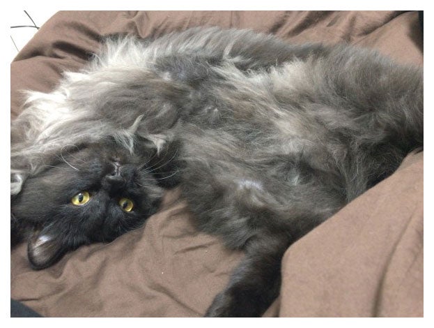 最上の愛犬“くまくん”／最上もがオフィシャルブログ（LINE）より