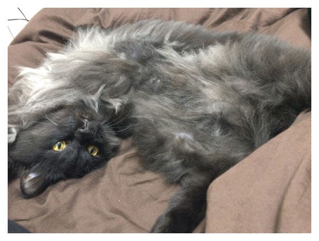 最上の愛犬“くまくん”/最上もがオフィシャルブログ(LINE)より