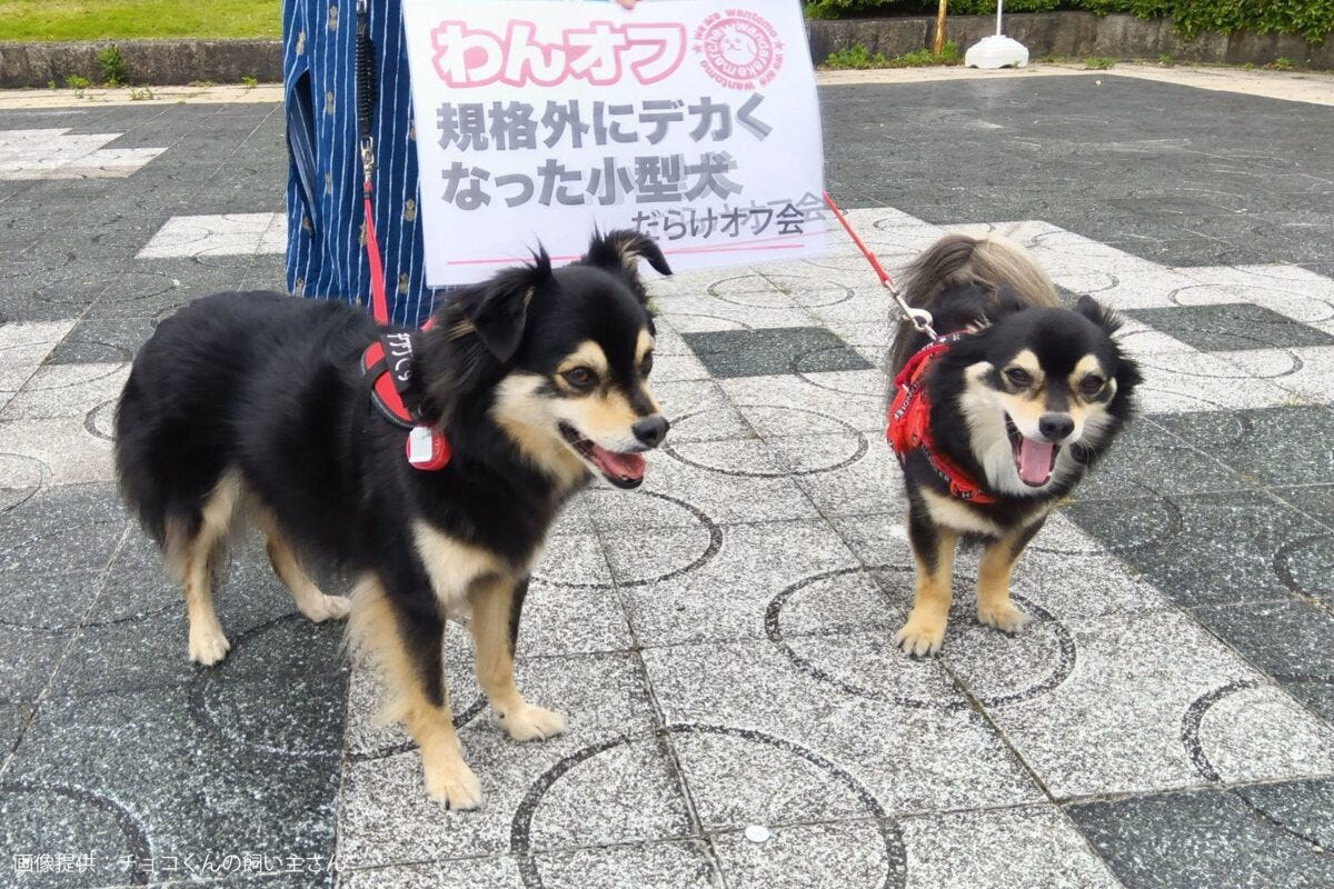 「規格外にデカくなった小型犬だらけオフ会」