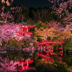 そうだ 京都、行こう。Presents NAKED meets 世界遺産 醍醐寺 —醍醐花見 ―/提供画像