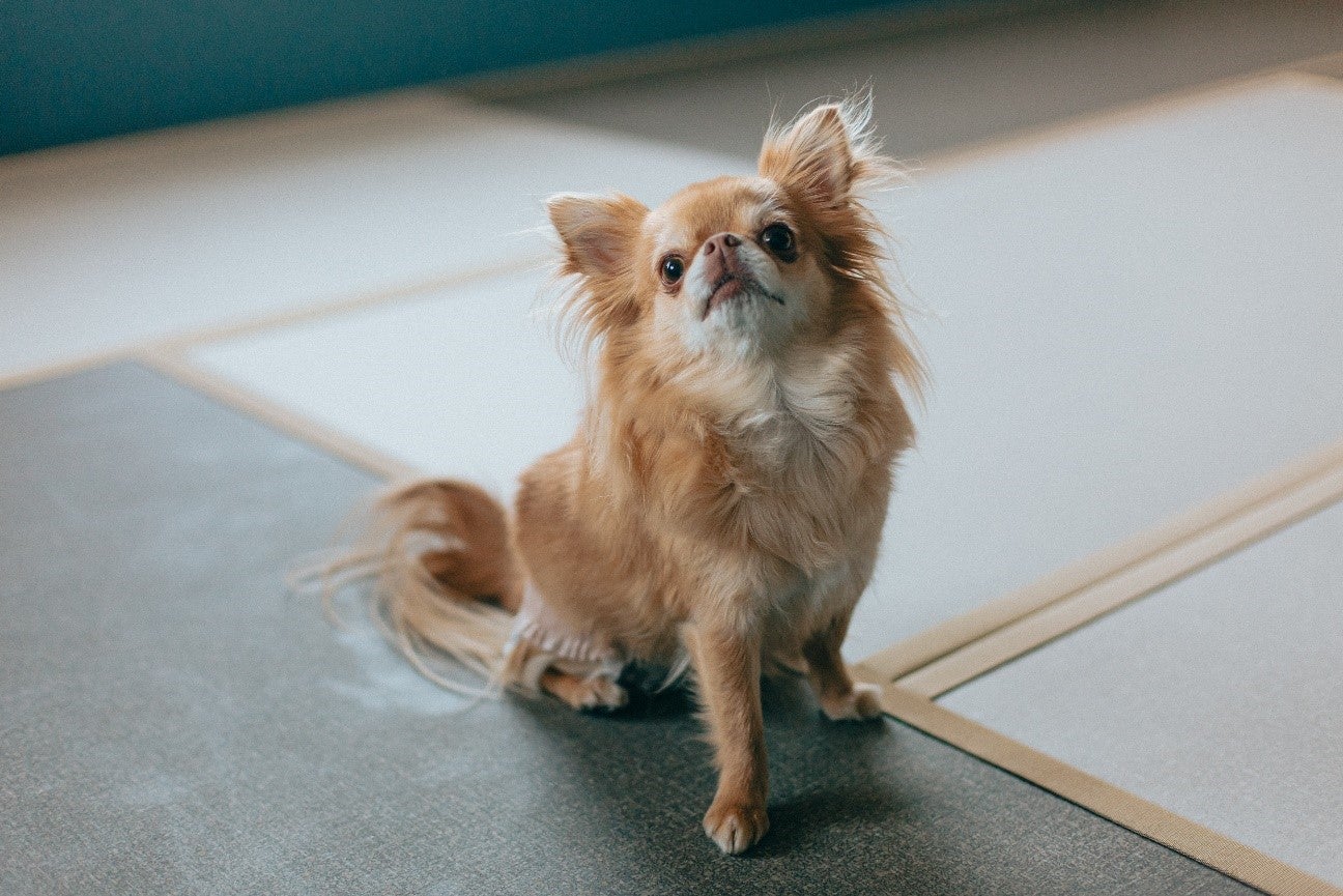 KAREN 浜名湖 with Dog／提供画像