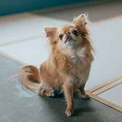 KAREN 浜名湖 with Dog/提供画像