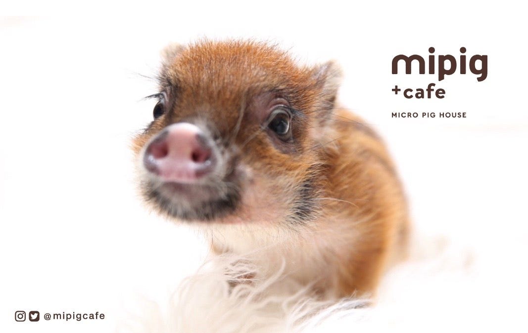 マイクロブタカフェ「mipig cafe」原宿に2号店オープン