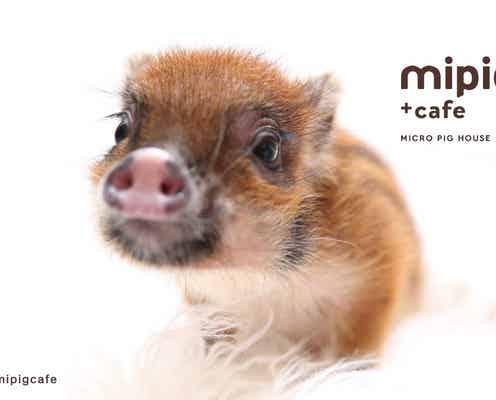 マイクロブタカフェ「mipig cafe」原宿に2号店オープン