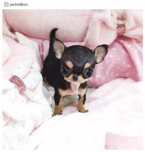 新たなペットとなった極小チワワ/パリス・ヒルトンInstagramより