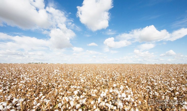 白い花が咲いたようなコットン畑