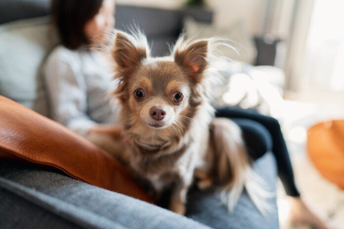 可愛いものが好きな男性、その理由とは？