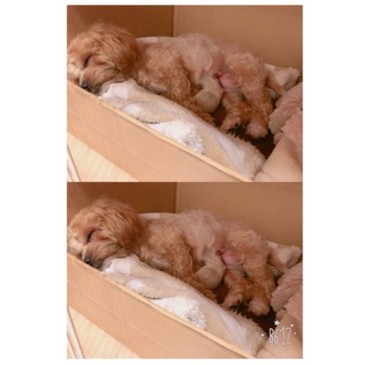出産を終えた愛犬・クックちゃん／辻希美オフィシャルブログ（Ameba）より