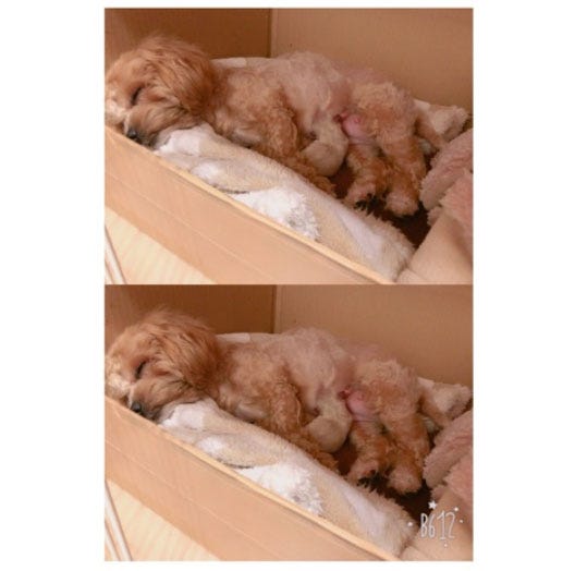 出産を終えた愛犬・クックちゃん/辻希美オフィシャルブログ(Ameba)より