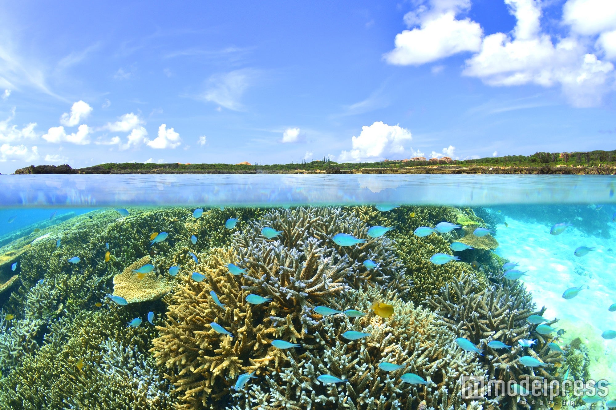 海ガメと出会えるビーチとしても有名な「シギラビーチ」でのシュノーケル体験を満喫／画像提供：ユニマットプレシャス