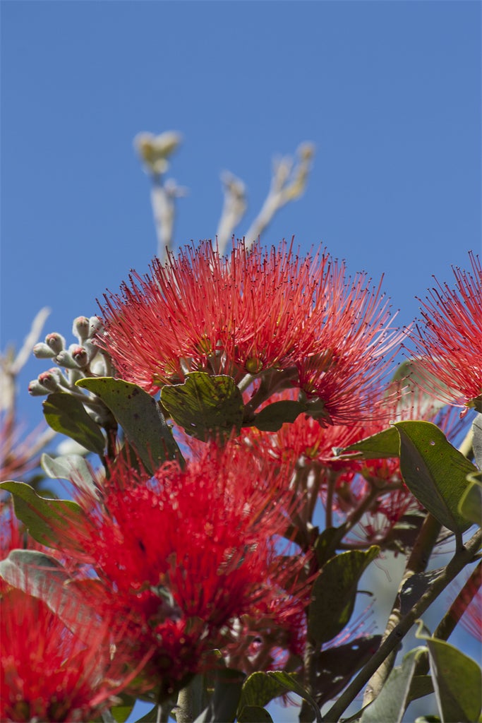 ポフツカワ／画像提供：ニュージーランド航空