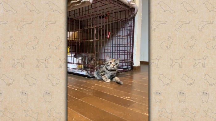 16日放送の「笑える!泣ける!動物スクープ100連発」(C)TBS