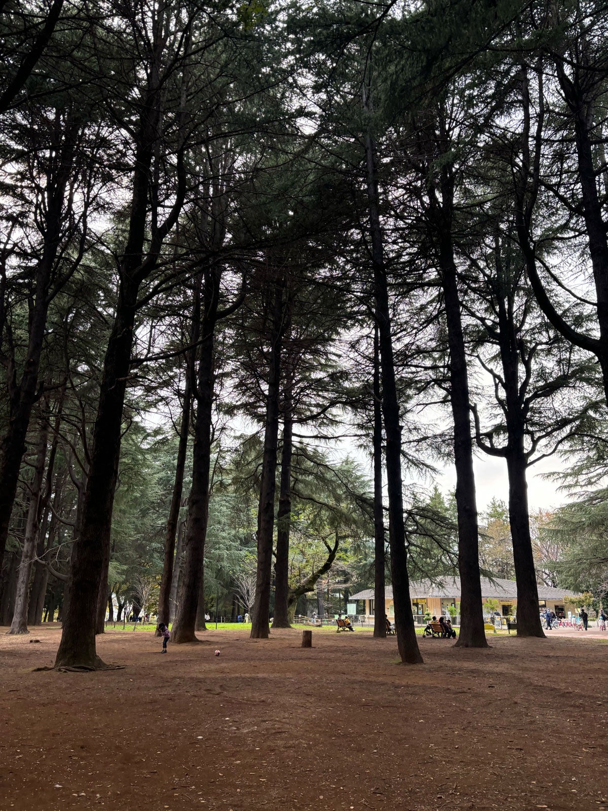 古敷谷宗「夢」（提供写真）