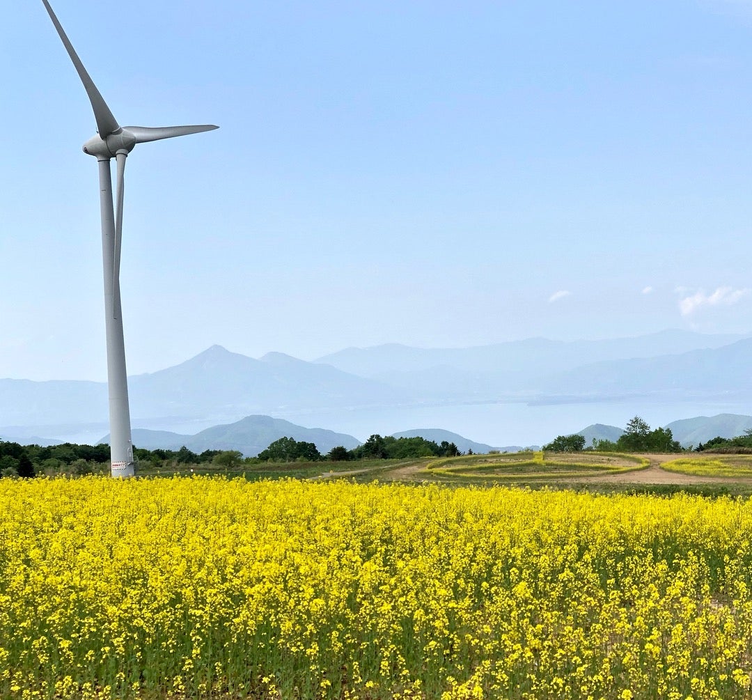 菜の花の見ごろは5月上旬～6月上旬／画像提供：郡山市