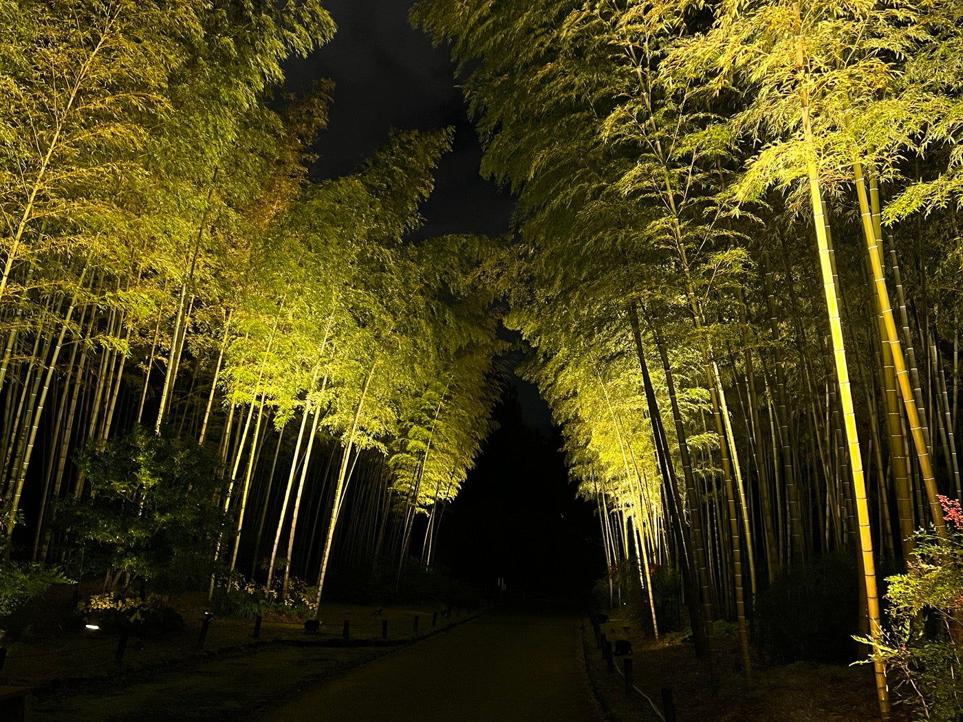 万博記念公園 紅葉まつり／提供画像